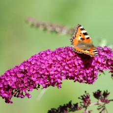 TŁUMACZ PRZYSIĘGŁY JĘZYKA NIEMIECKIEGO - niemiecki-24.com