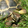 Patrycja Przełucka - Fast Tortoise Translations - rzetelnie i na czas