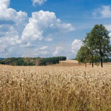 Biuro Tłumaczeń Ukraińskich "Krzywy Róg"