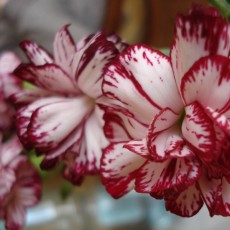 Content Małgorzata Nowak